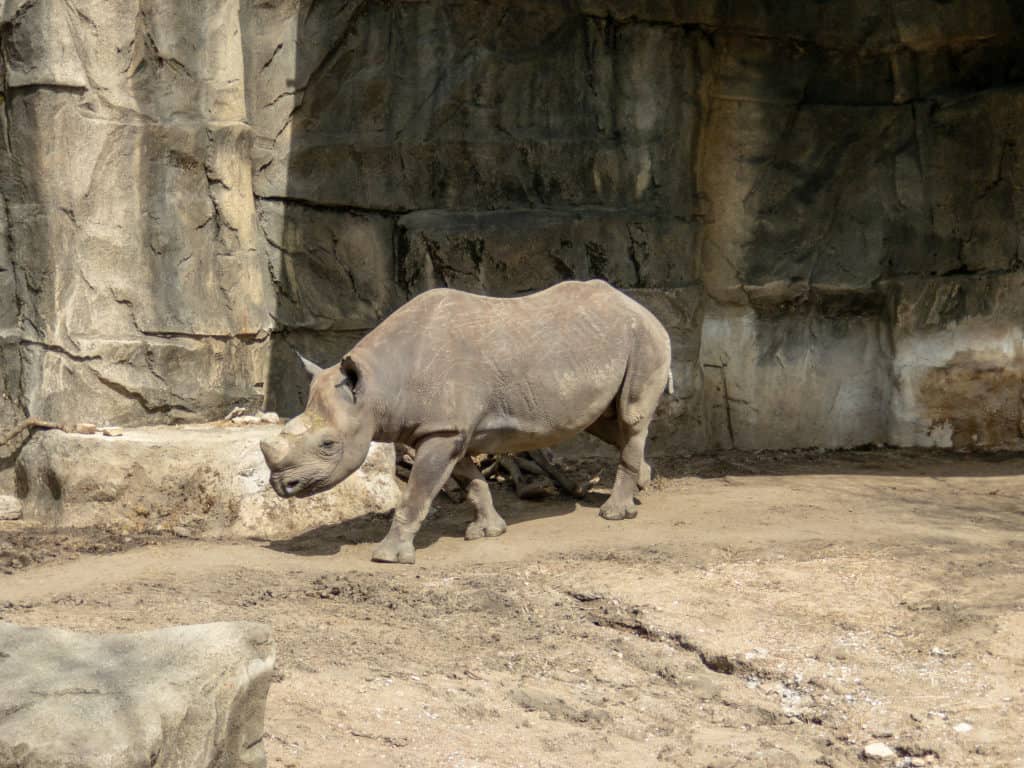 Brookfield Zoo Chicago Traveler